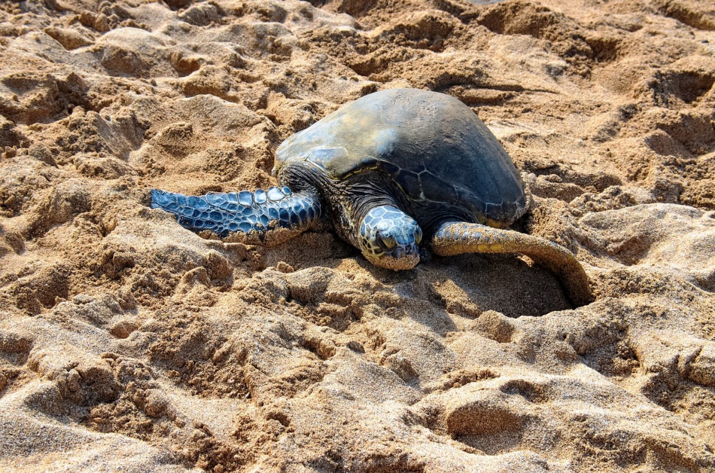 the north shore turtle tour
