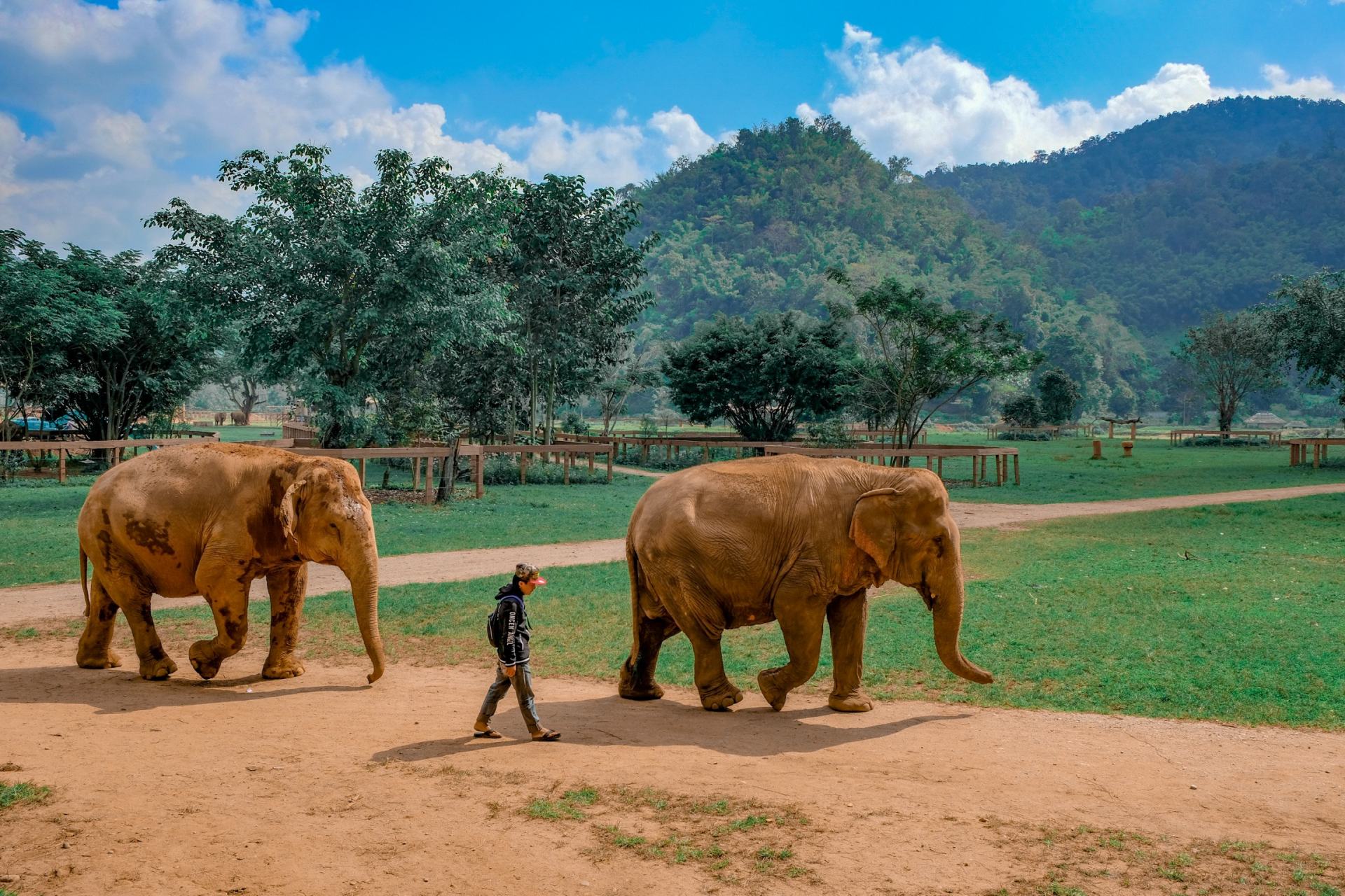 Visiting Elephant Nature Park In Chiang Mai Explore Shaw