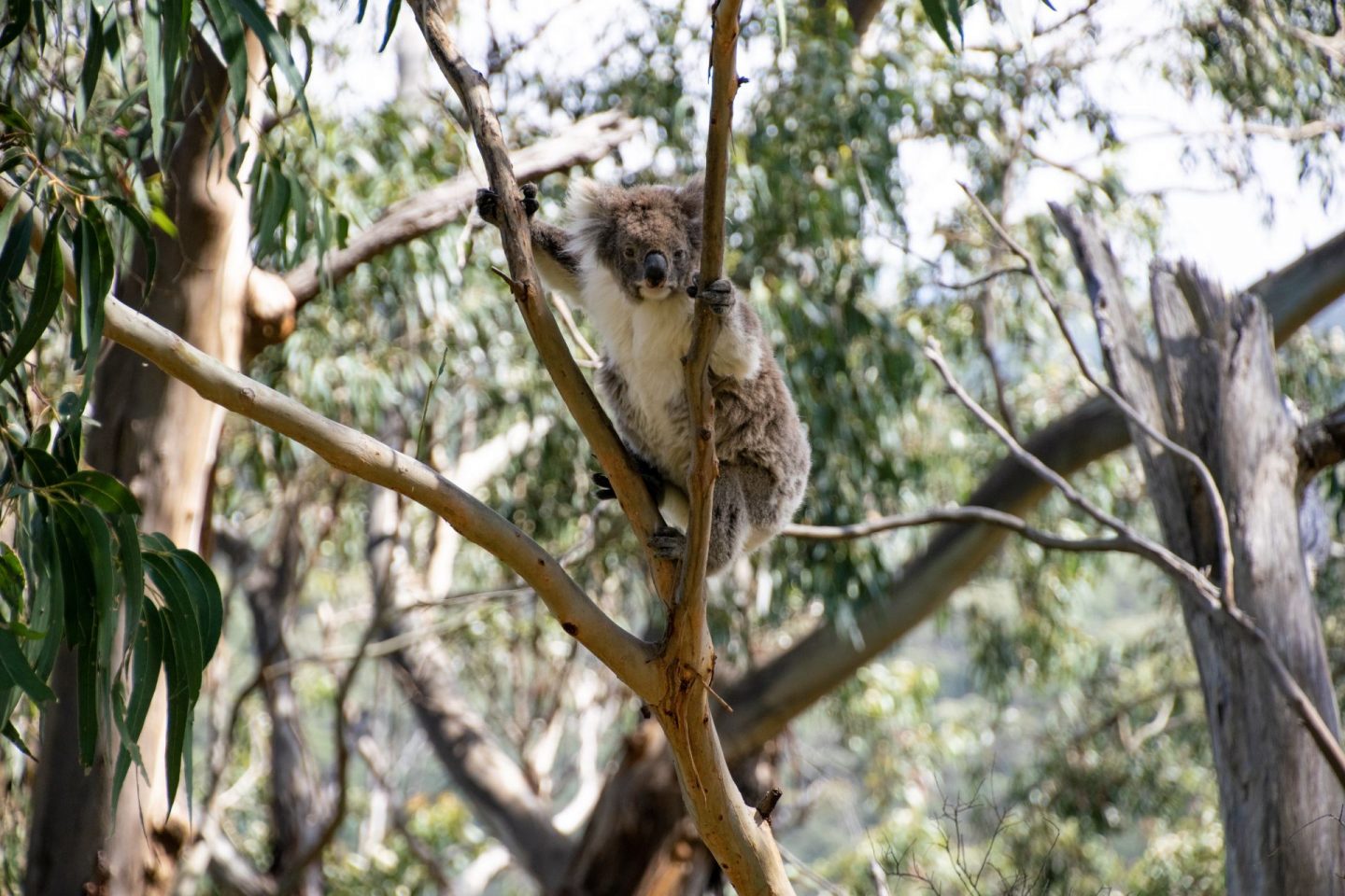 koala at kennet river