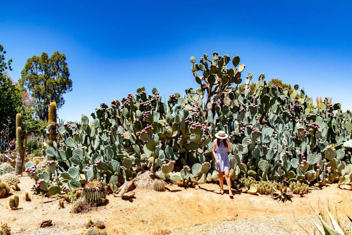 cactus country