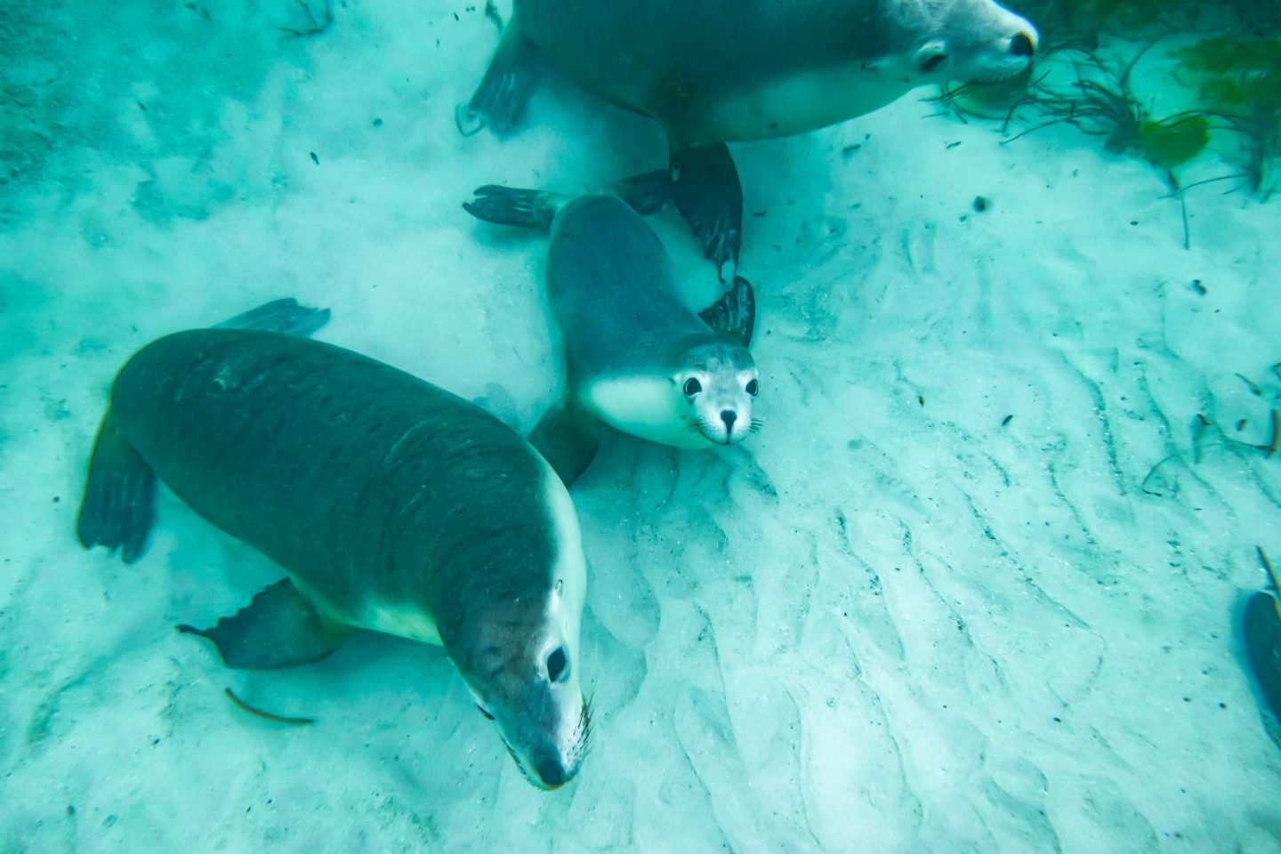 swimming with sea lions