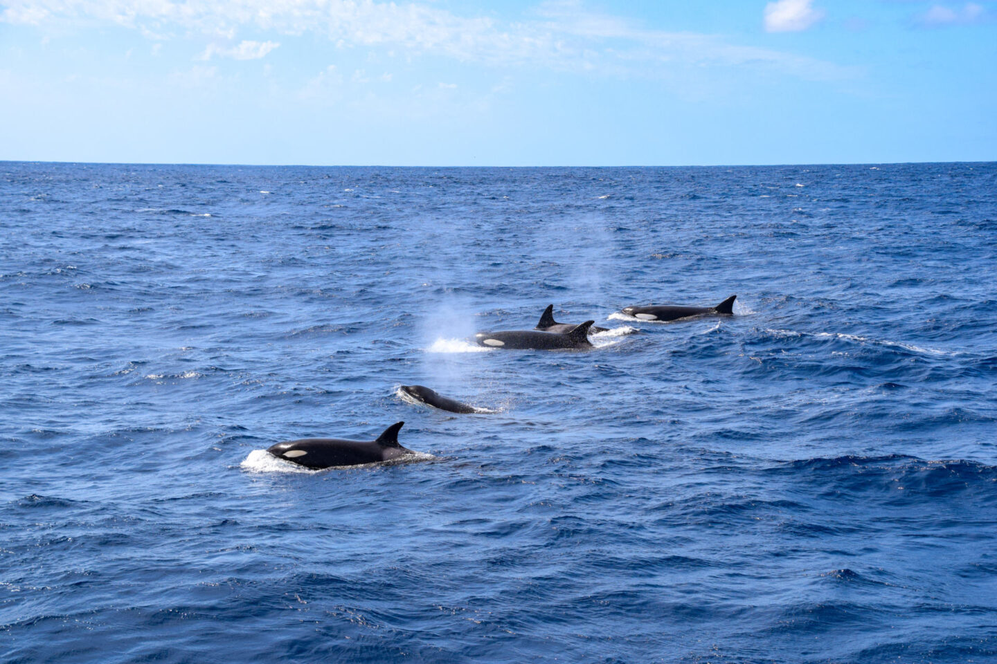 orca whales bremer bay