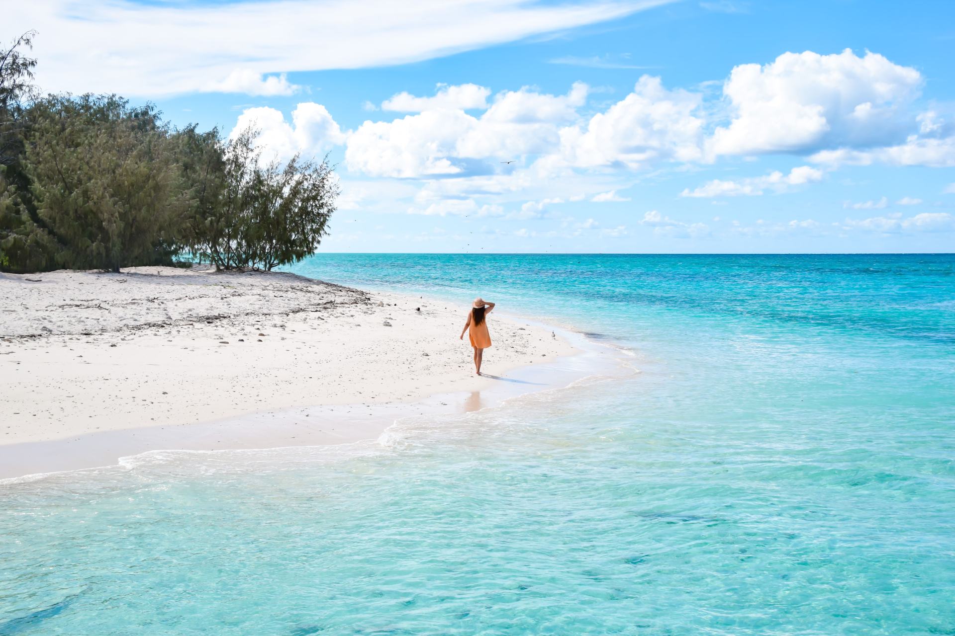 turtle hatchling season on heron island