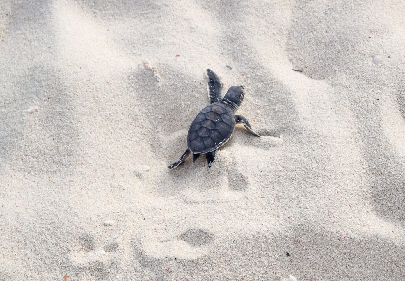 turtle hatchling season on heron island
