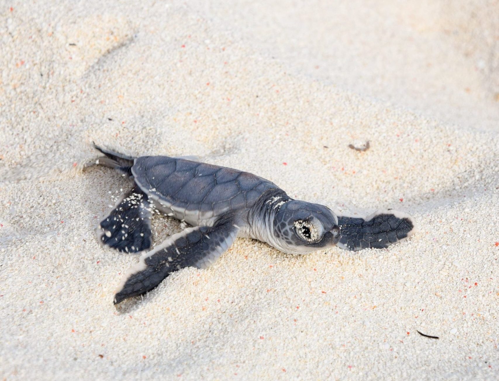 turtle hatchling season on heron island