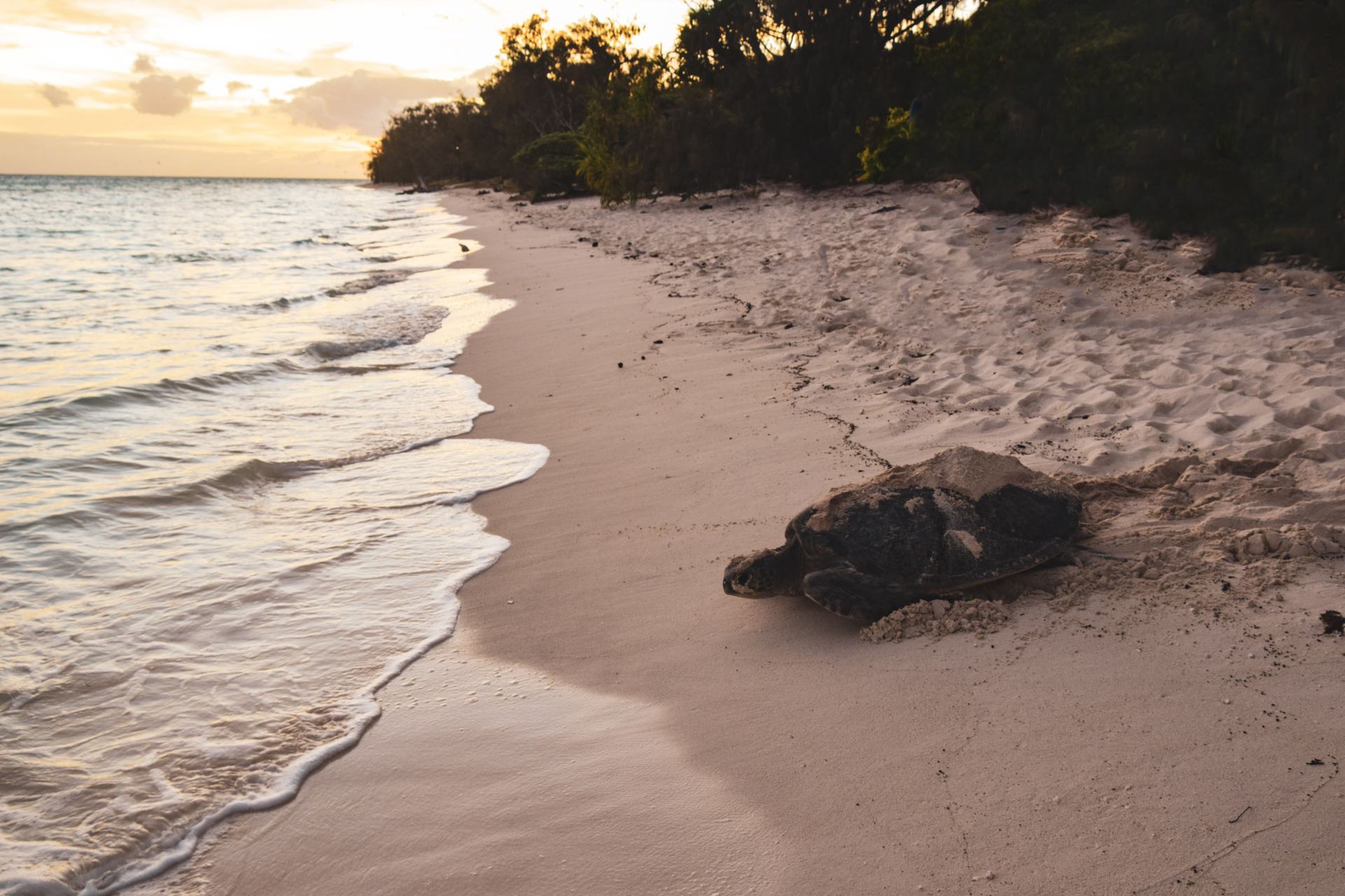 turtle hatchling season on heron island