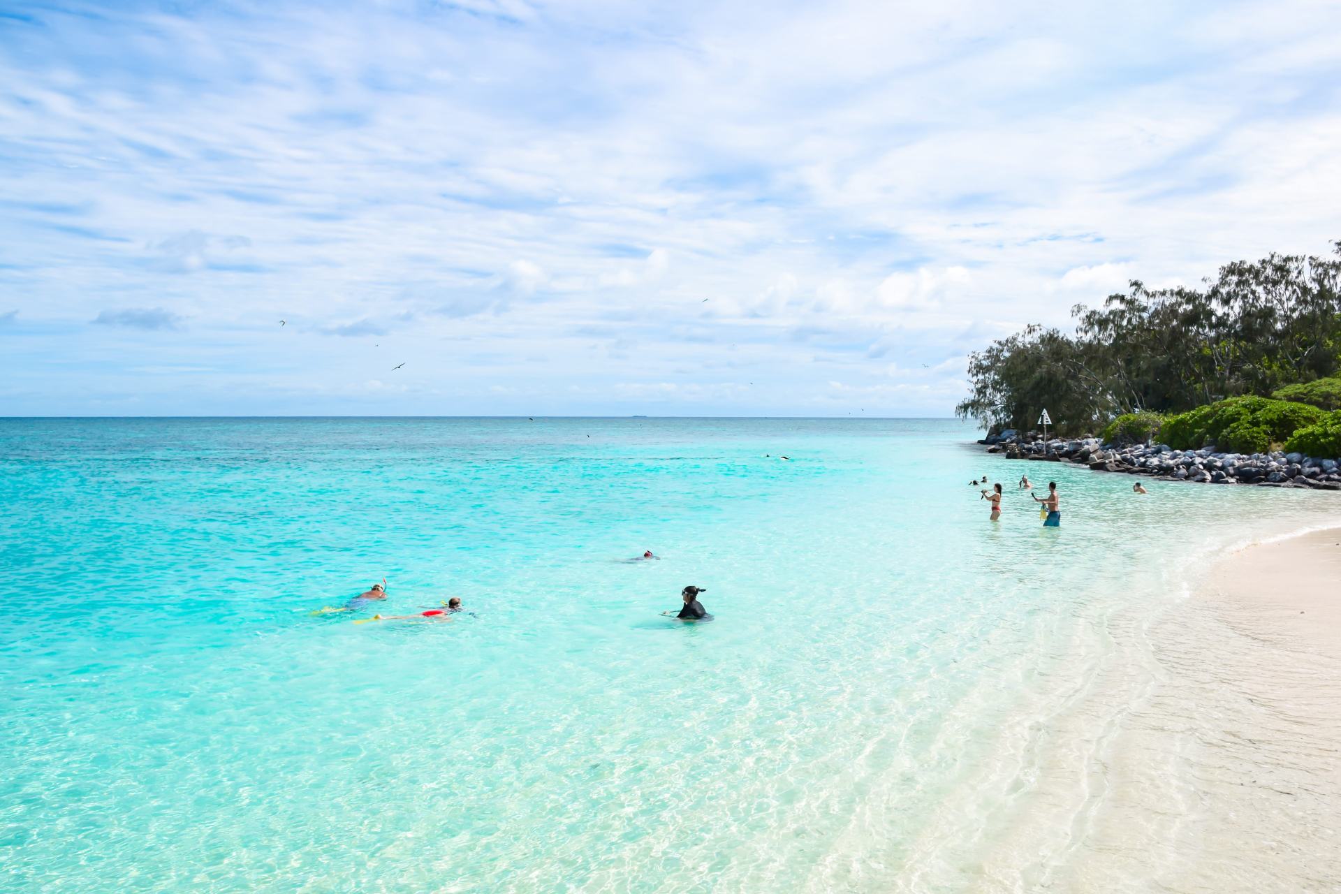 turtle hatchling season on heron island