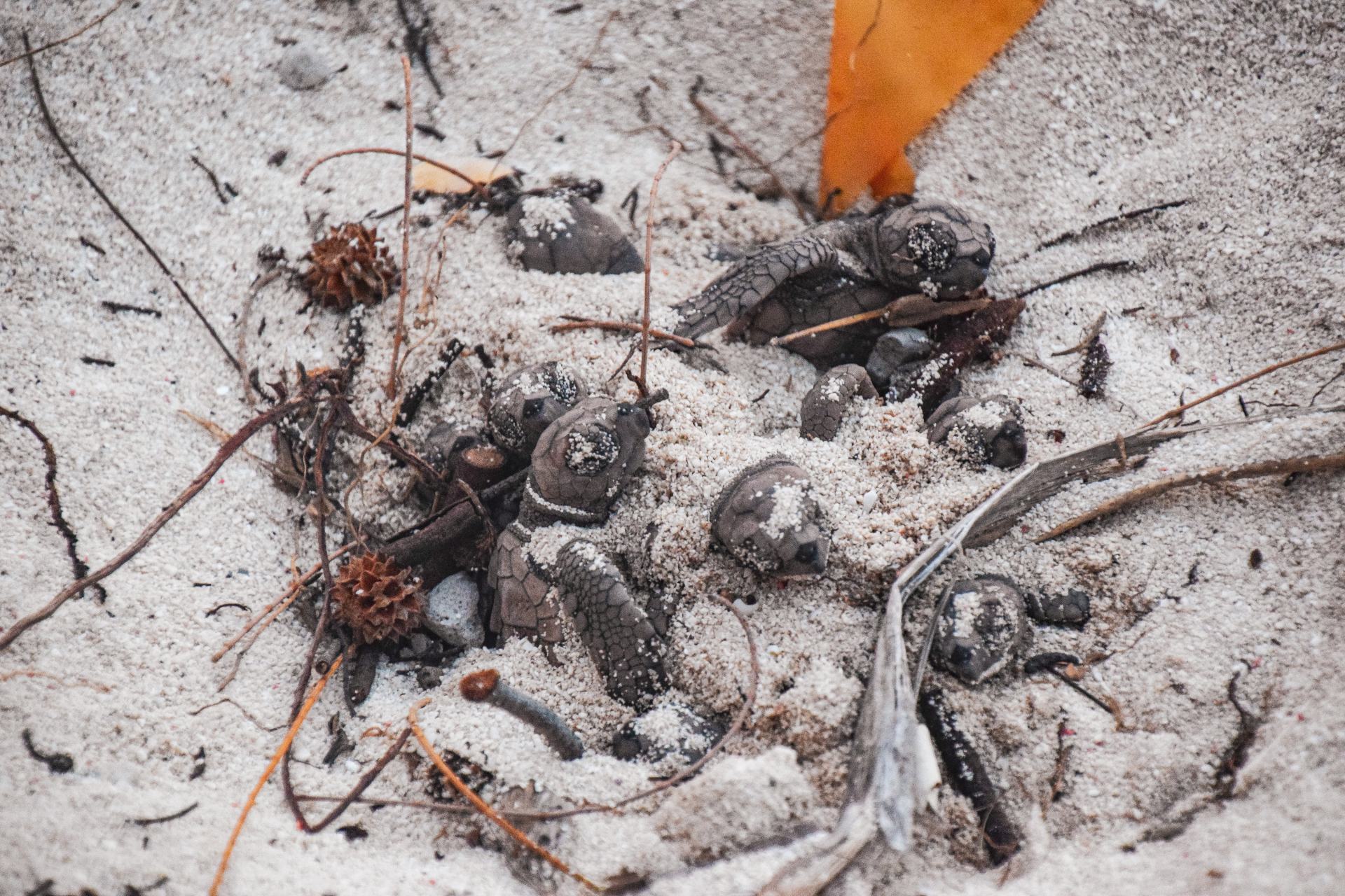 turtle hatchling season on heron island