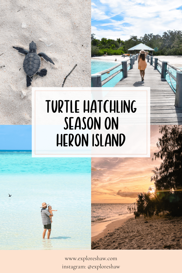turtle hatchling season on heron island