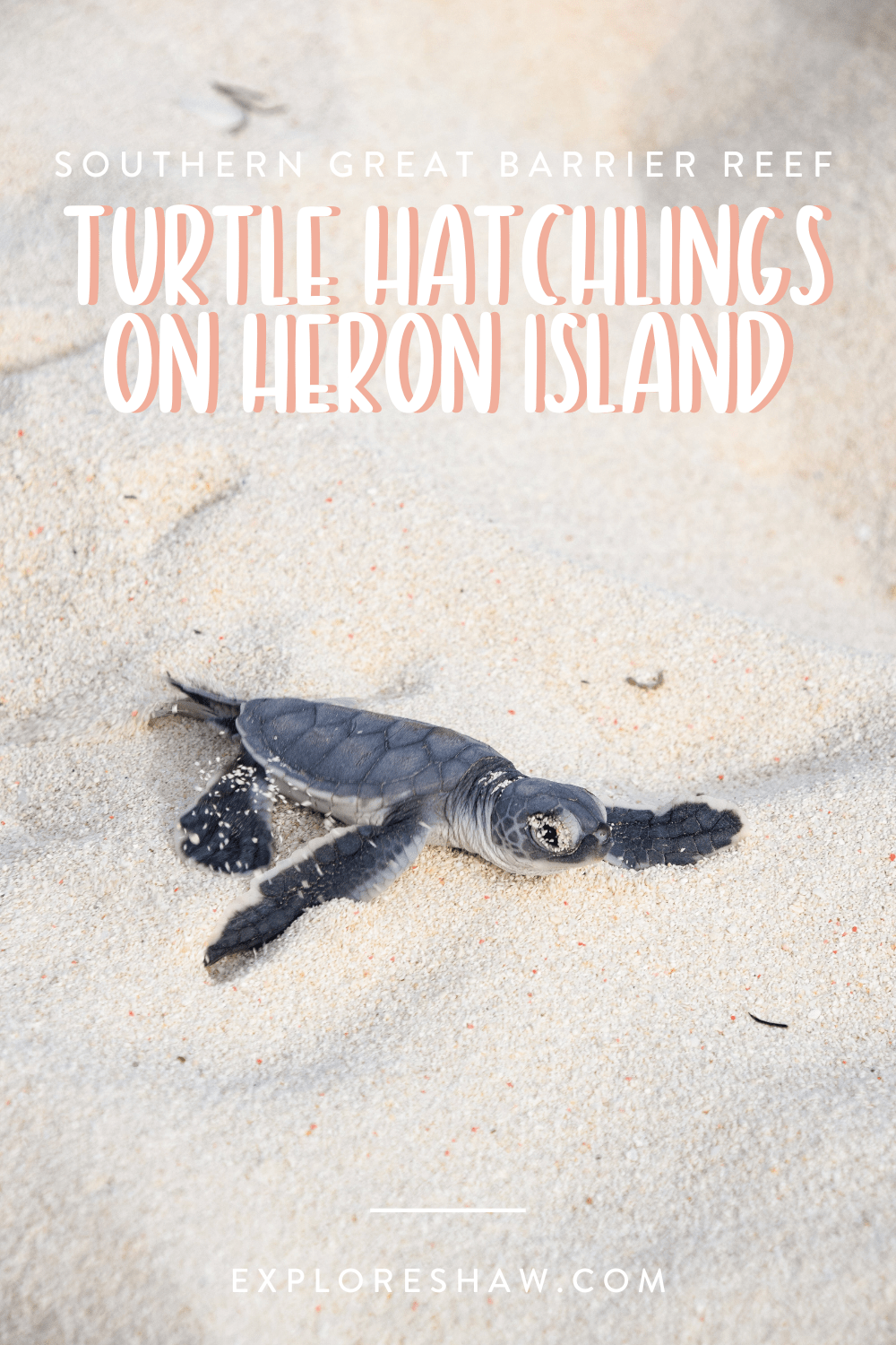 turtle hatchling season on heron island