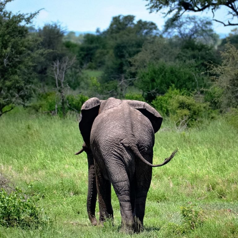 elephant in kruger national park