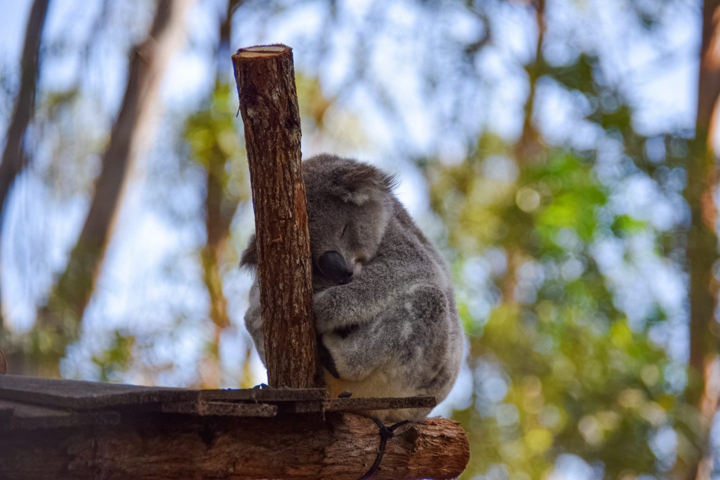 koala hospital port macquarie