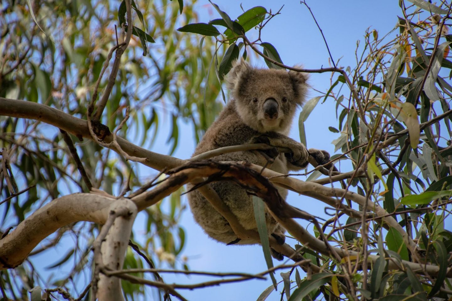 River Koala Walk The Best Place To See Koalas Explore Shaw