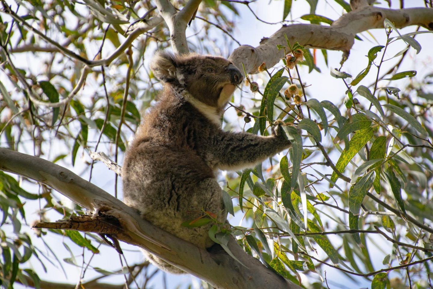 River Koala Walk The Best Place To See Koalas Explore Shaw