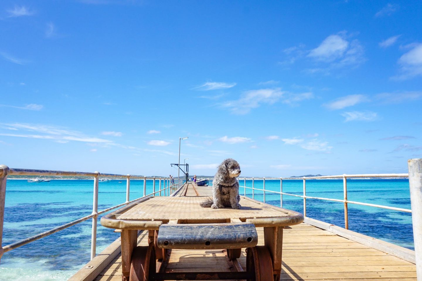 pets on kangaroo island