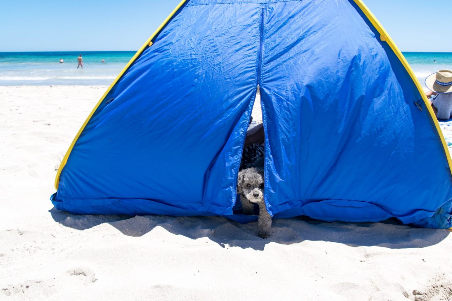 Taking Your Pets To Kangaroo Island Explore Shaw