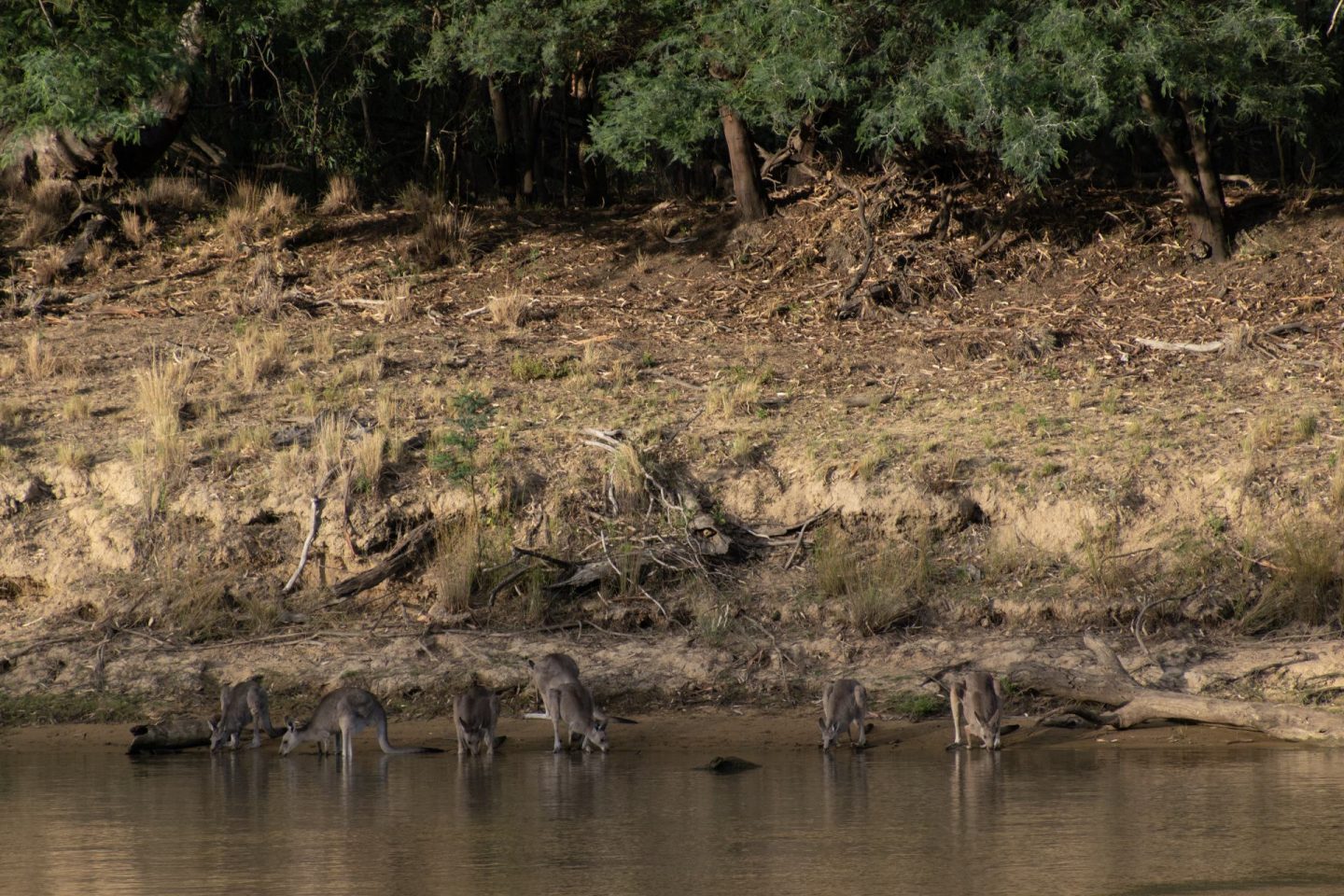 Dunmurry Rivers A Complete Guide To The Murray River - Explore Shaw