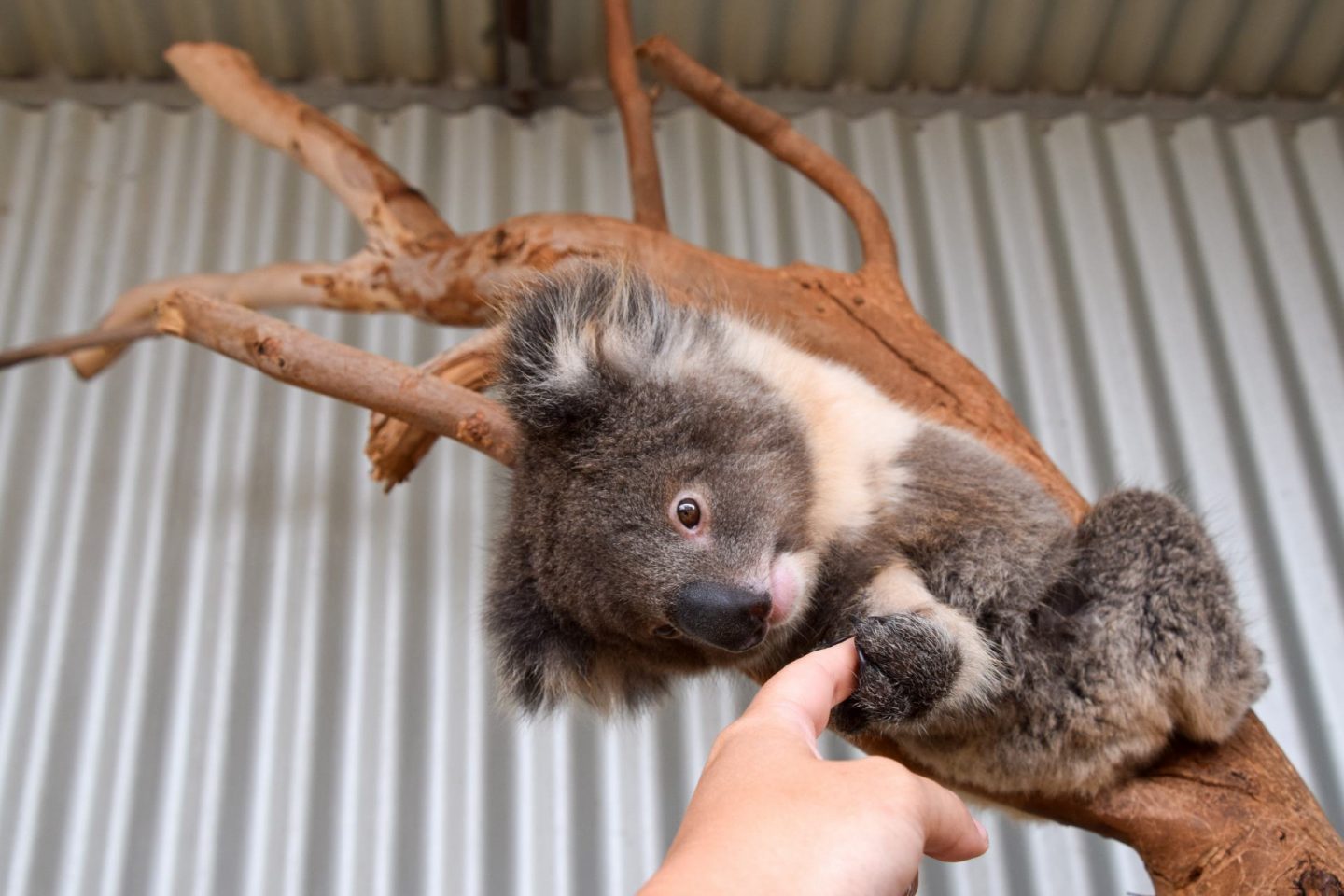 koala at kanagroo island wildlife park