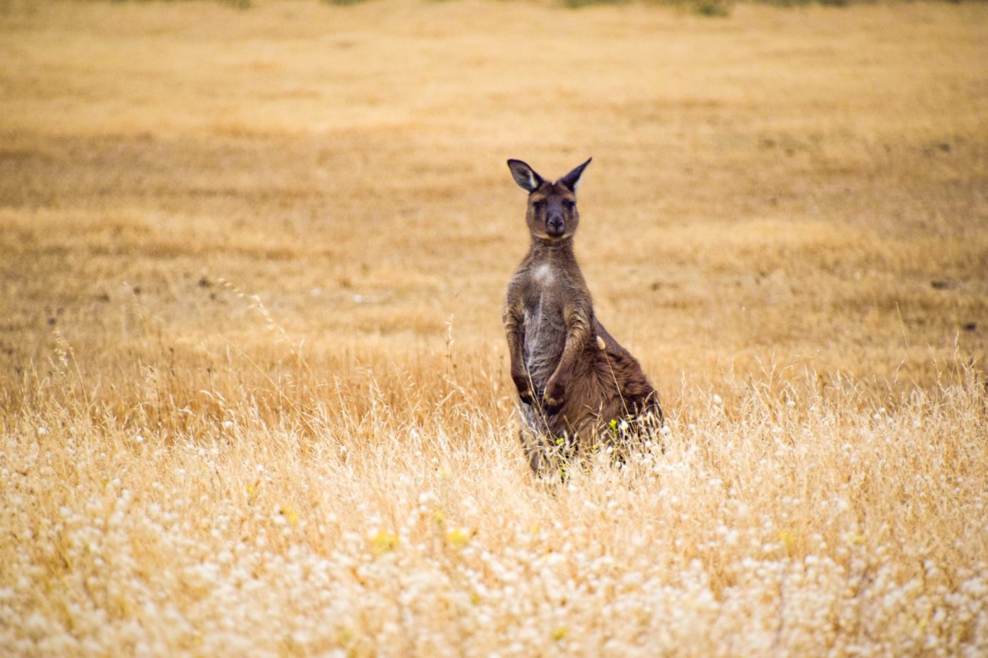 kangaroo on kangaroo island