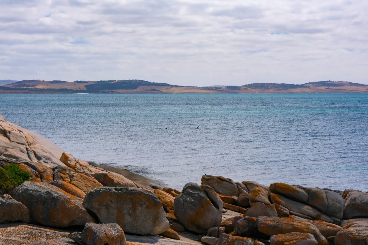 Best Things To Do In Port Lincoln Explore Shaw