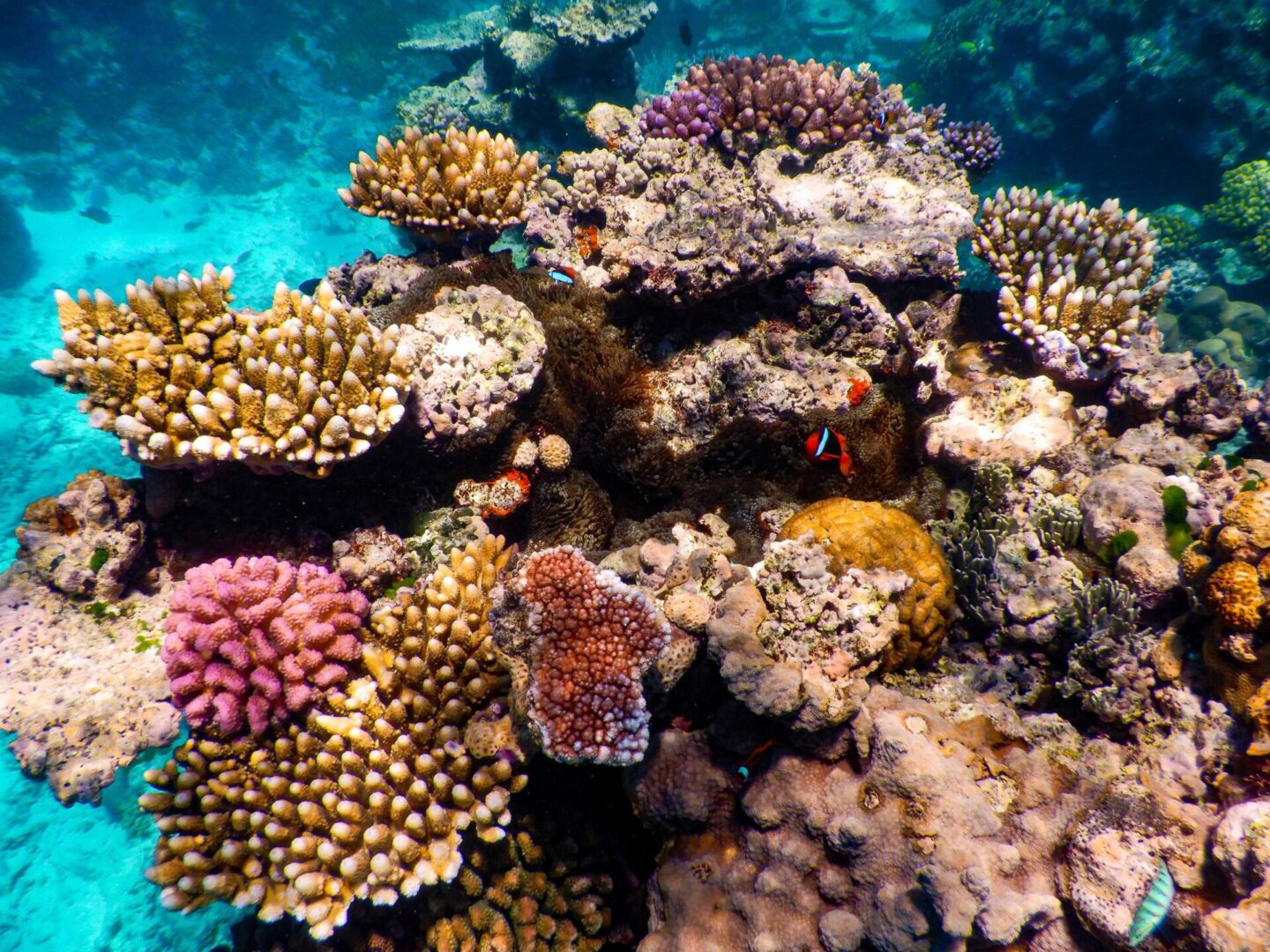 dreamtime dive & snorkel