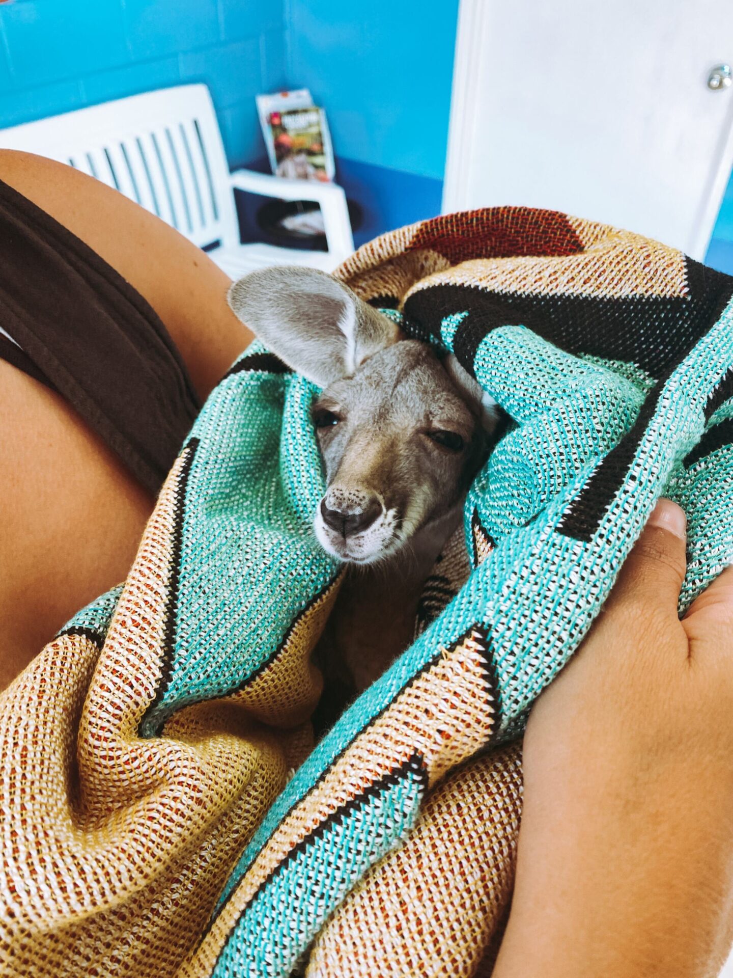 What To Do If You Hit A Kangaroo In The Outback Explore Shaw