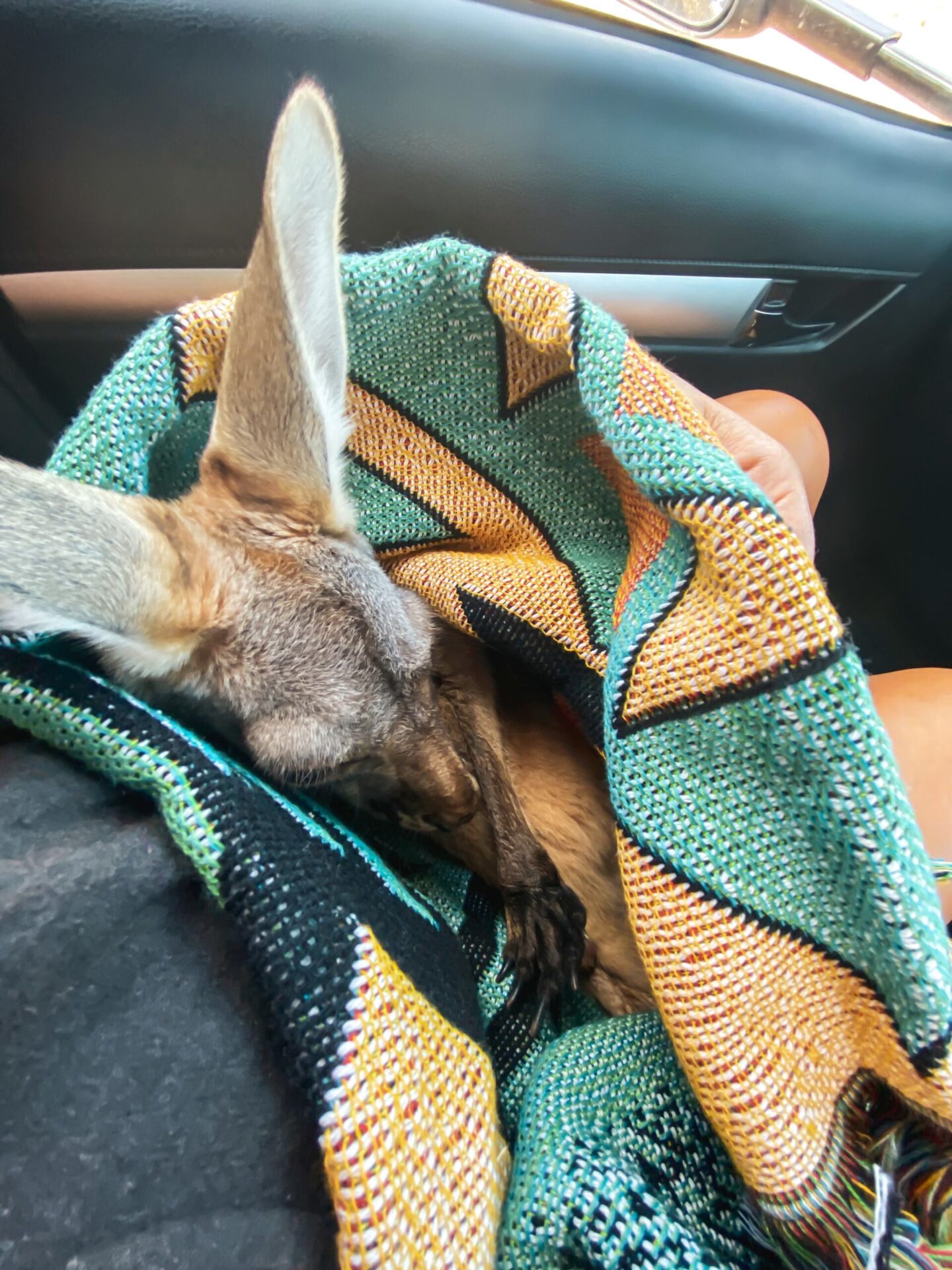 What To Do If You Hit A Kangaroo In The Outback Explore Shaw