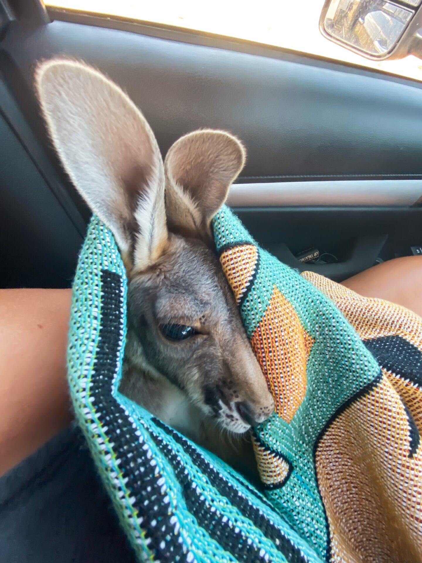 What To Do If You Hit A Kangaroo In The Outback Explore Shaw