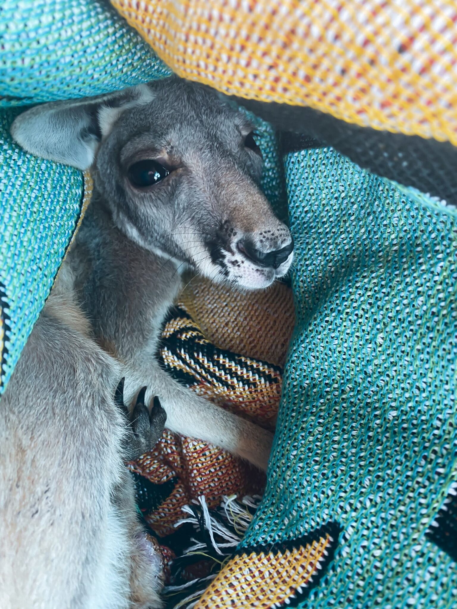 What To Do If You Hit A Kangaroo In The Outback Explore Shaw