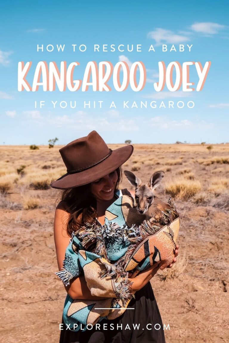 What To Do If You Hit A Kangaroo In The Outback Explore Shaw