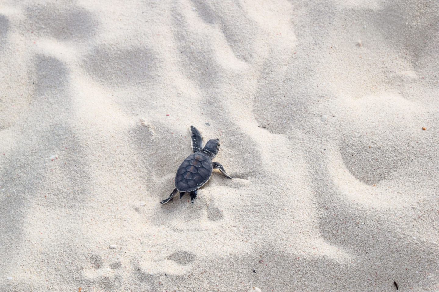 turtle hatchling season on heron island