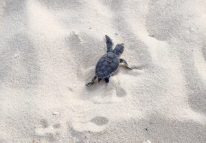 turtle hatchling season on heron island