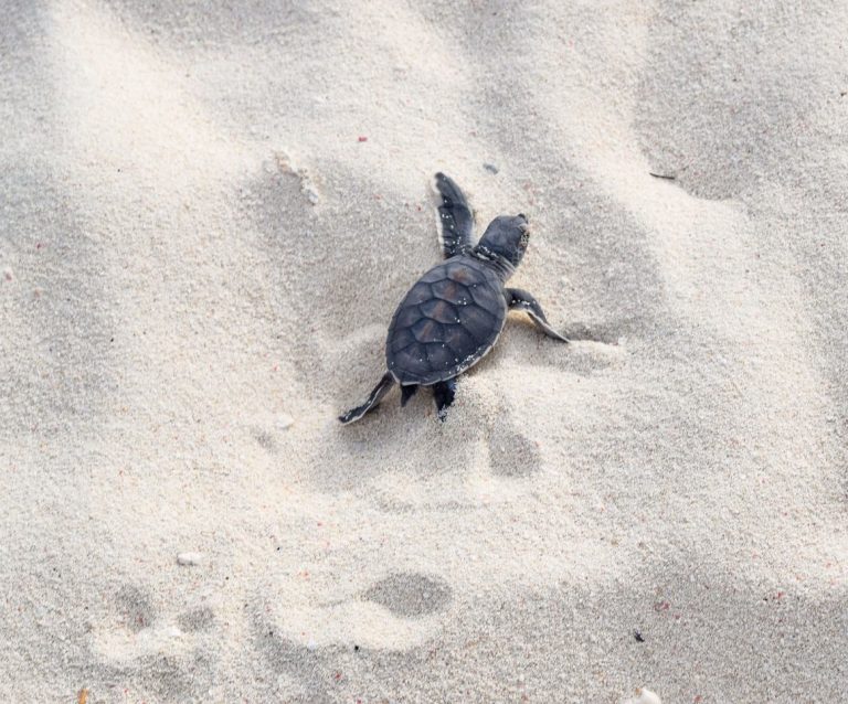 turtle hatchling season on heron island